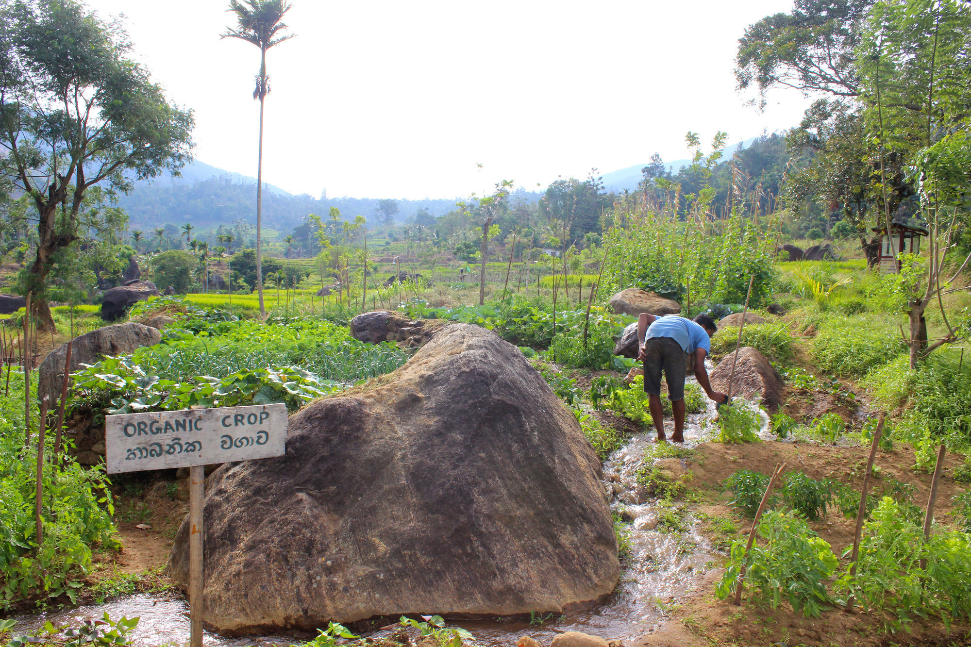 The Glenrock Wellness Nature Resort Belihuloya Luaran gambar